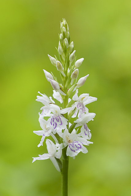 Common spotted orchid - Dactylorhiza fuchsii
